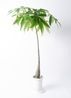 パキラ植物 観葉植物 パキラ 7号 ねじり プラスチック鉢 | 観葉植物なら