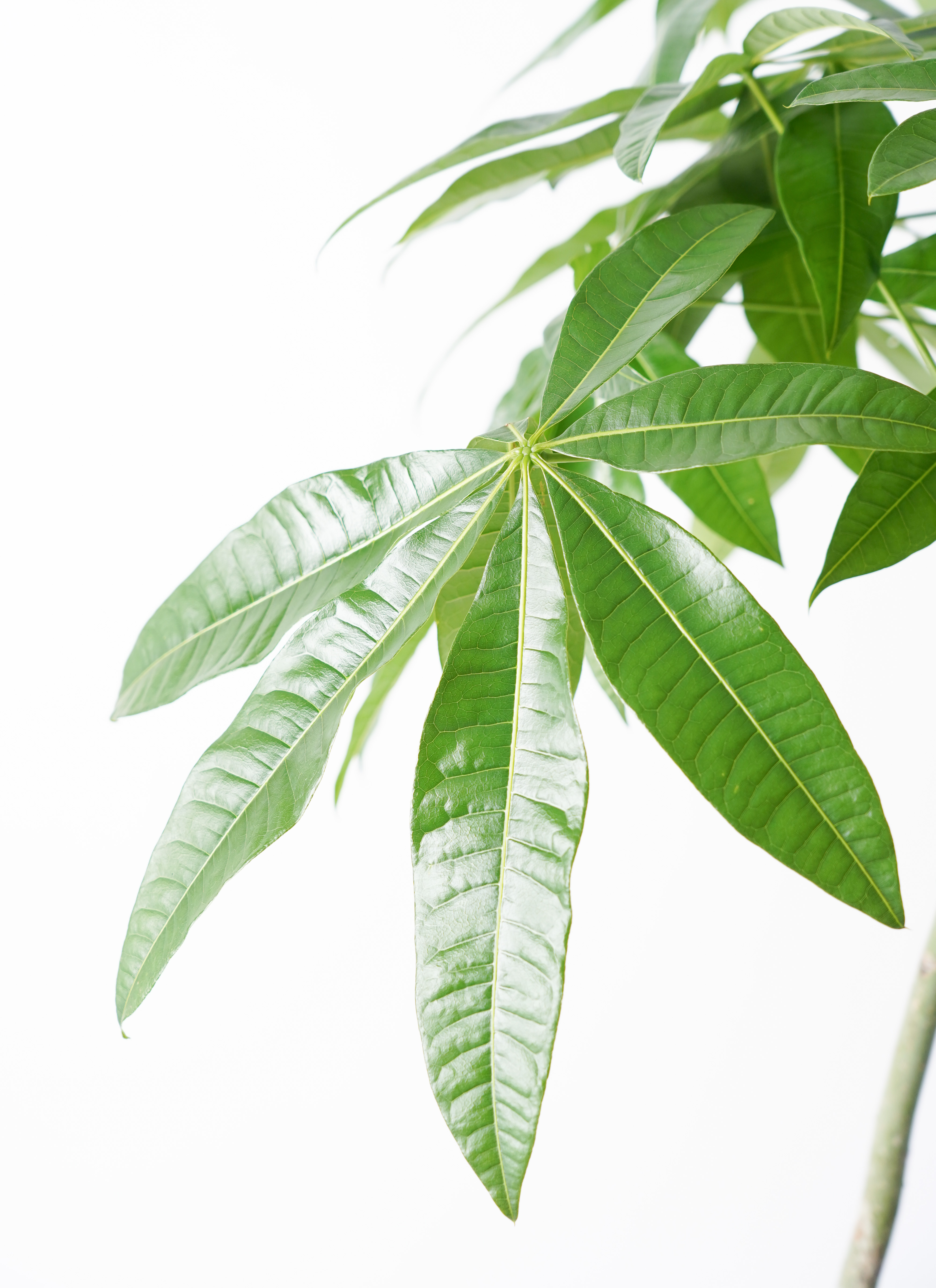 観葉植物 パキラ 7号 実生（みしょう） パボ ジャー オフホワイト 付き