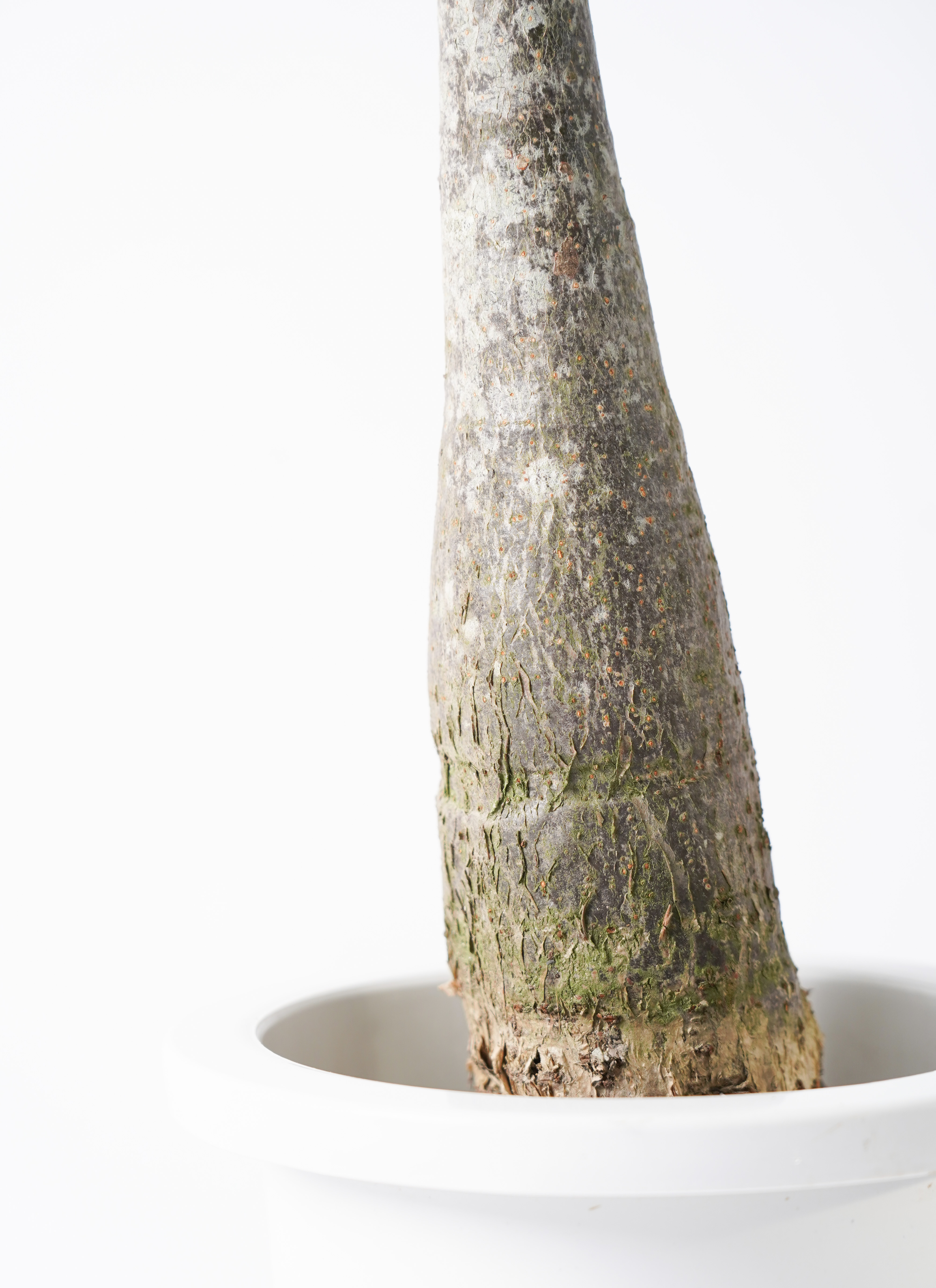 観葉植物 パキラ 7号 実生（みしょう） プラスチック鉢 | 観葉植物なら