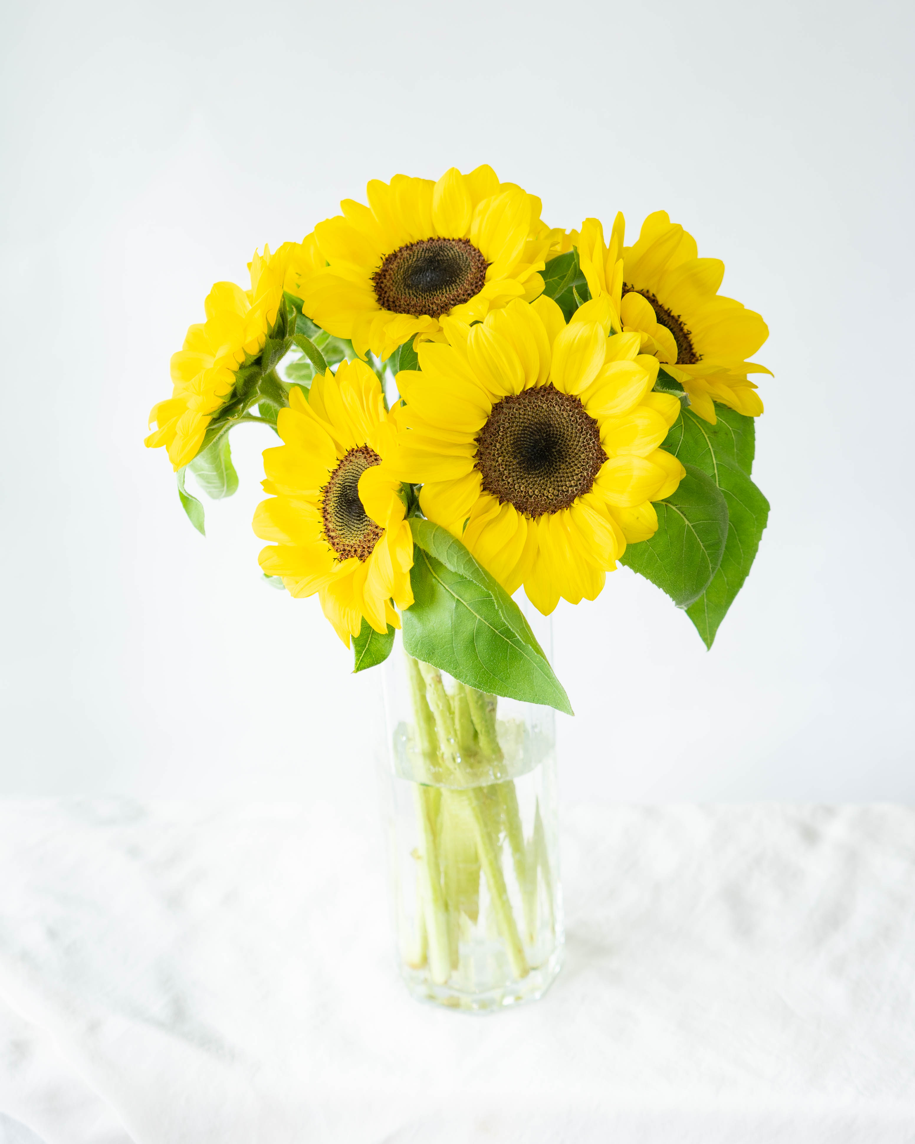 産地直送 ひまわり花束 大輪咲き イエロー （7本入り）／千葉 金井園芸