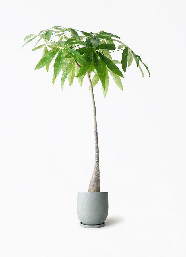 観葉植物 パキラ 7号 実生（みしょう） アイルエッグ ライトブルー