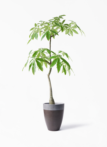 ゆこんこ　パキ坊 ＋パキゾウ＋緑パキモン＋グラカバ　計14000円 fit=scale-down,w=1200
