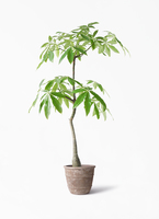 pachira-1608_1.jpg?1718610733