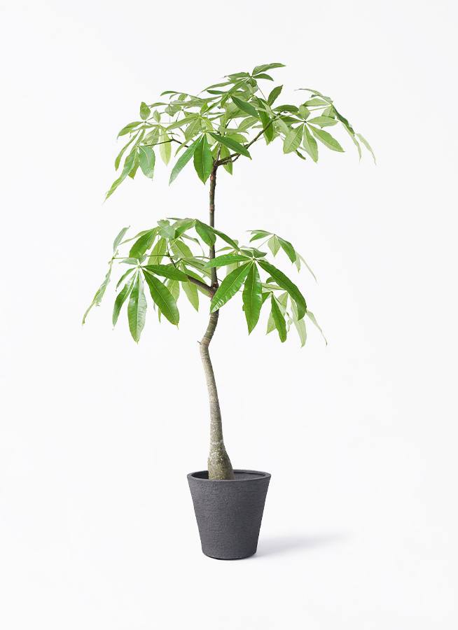 アミパキラの木 約130cm 観葉植物 パキラ 8号 実生（みしょう） ビアスソリッド ブラック 付き