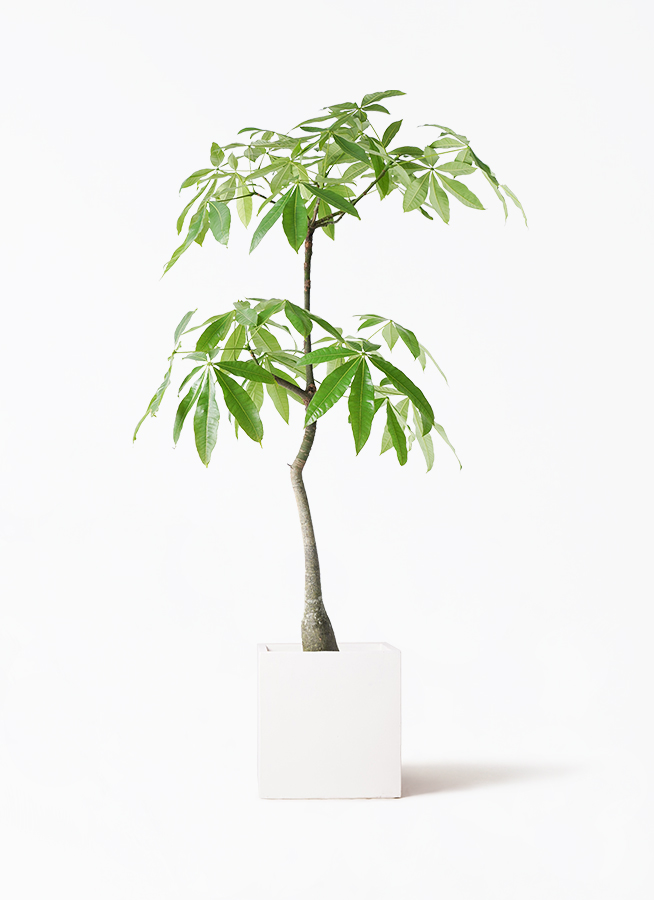 pachira-1578_1.jpg?1718610820