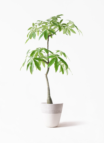 福岡引き取り限定　実生パキラ 約2m 白鉢付き 福岡引き取り限定 実生パキラ 約2m 白鉢付き