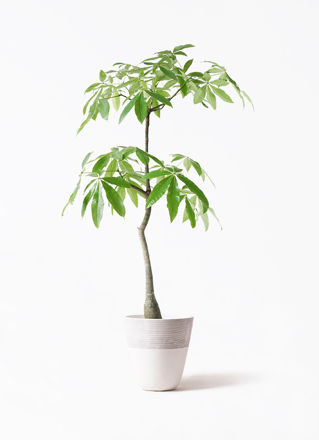 観葉植物 パキラ 8号 実生（みしょう） ジュピター 白 付き