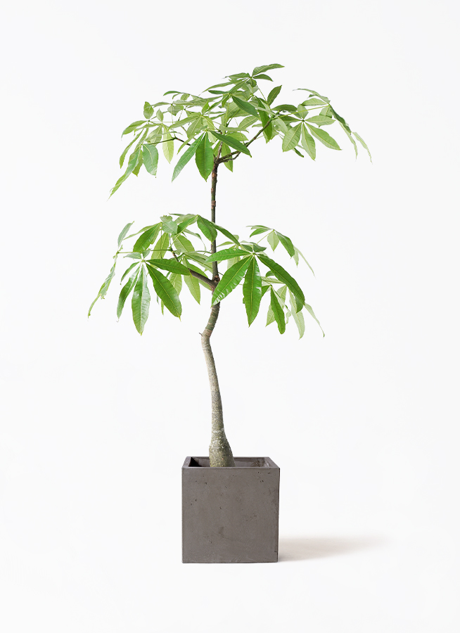 その他観葉植物 / 観葉植物の販売・ギフトならフラワーコーポレーション / 観葉