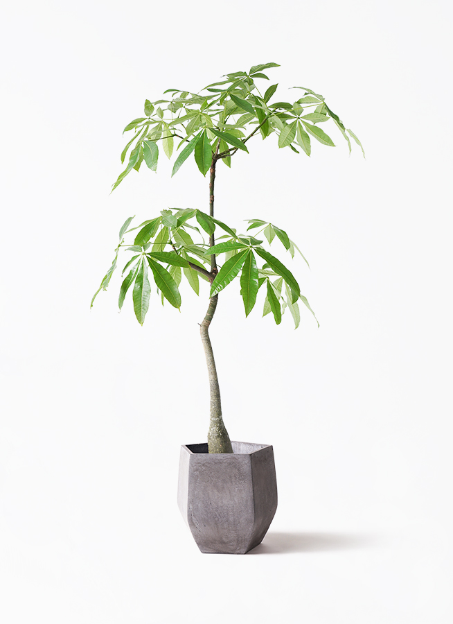 観葉植物 パキラ 8号 実生（みしょう） ラスターポット 付き | 観葉