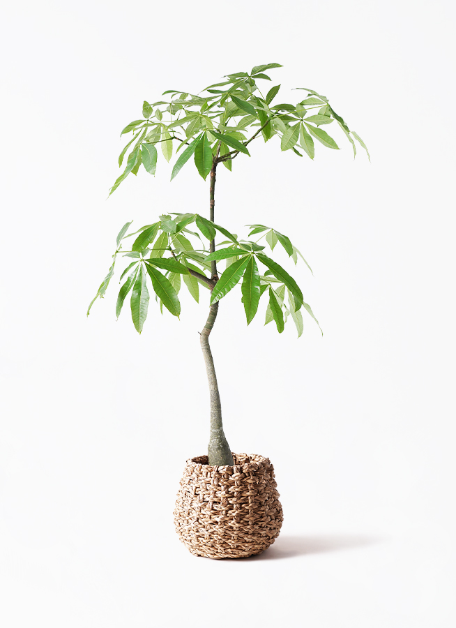 観葉植物 パキラ 8号 実生（みしょう） ファイバークレイ Gray 付き
