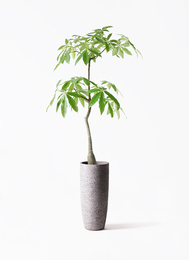 観葉植物研究室　様　確認専用です。 DEPOS 先行予約8月下旬入荷予定 人工観葉植物 フェイクグリーン