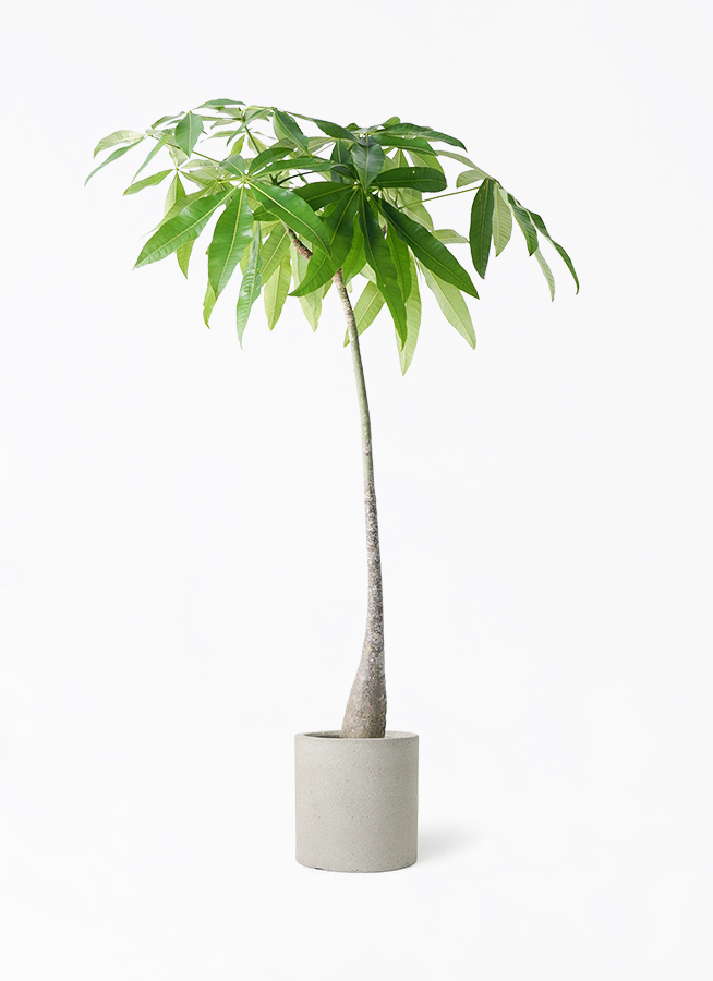 【購入者決定】大型パキラ　観葉植物　存在感あります Large Pachira in stock🌿 大きなパキラ入荷しました！✨ #PLANTADOR