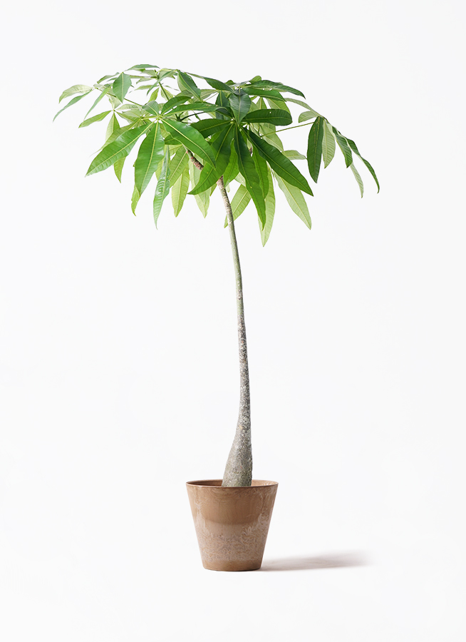 パキラ植物 観葉植物 パキラ M 7号鉢 植物 7号 インテリア 室内 リビング