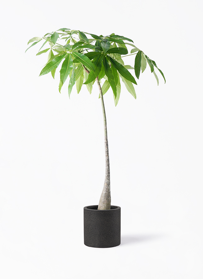 観葉植物 パキラ 7号 実生（みしょう） プラスチック鉢 | 観葉