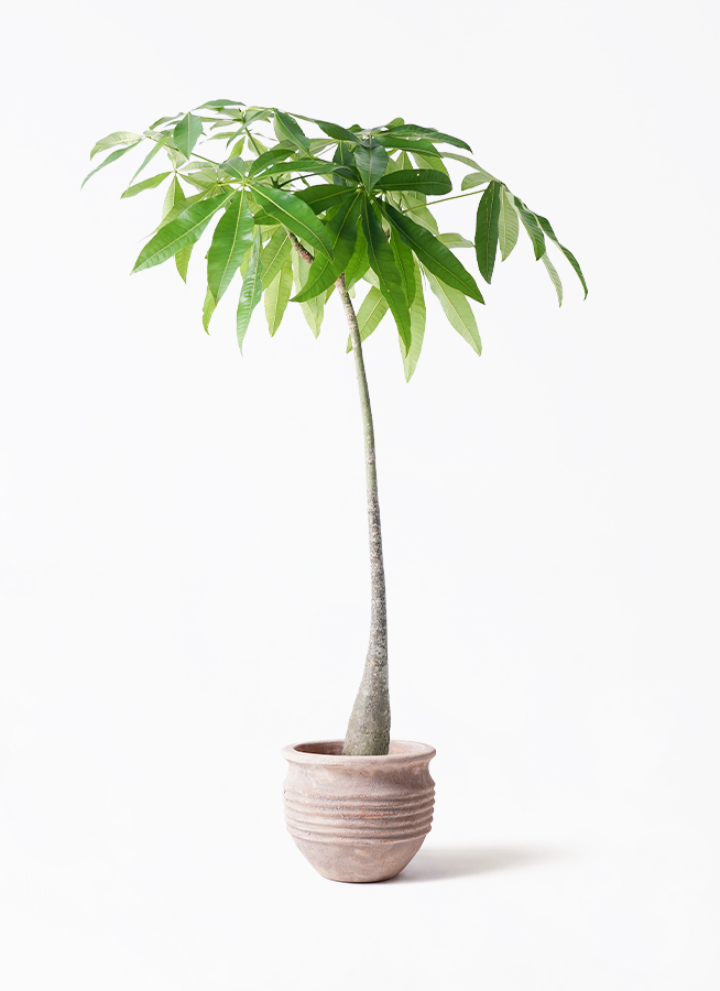 観葉植物 パキラ 7号 実生（みしょう） エトナ アリーナ 付き | 観葉