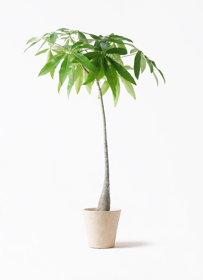 観葉植物 パキラ 7号 実生（みしょう） エトナ アリーナ 付き | 観葉