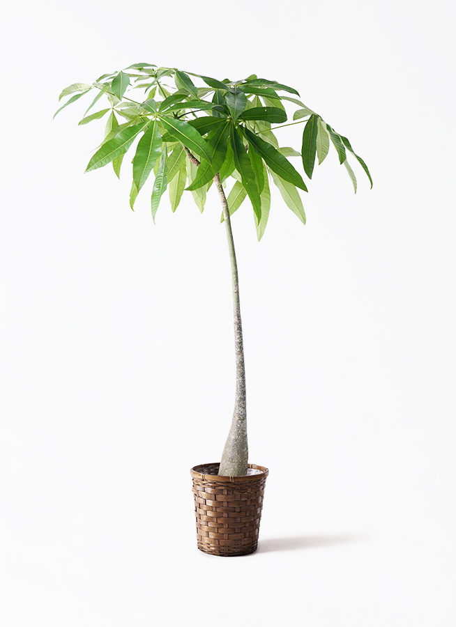 観葉植物 パキラ 7号 実生（みしょう） プラスチック鉢 | 観葉植物なら