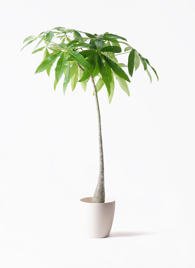 観葉植物 パキラ 7号 実生（みしょう） プラスチック鉢 | 観葉植物なら