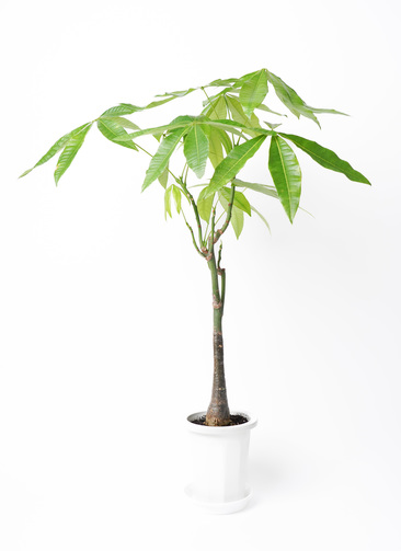 pachira-1644_0001.jpg?1719540174