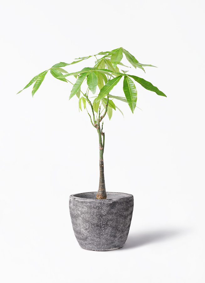 観葉植物 パキラ 6号 実生（みしょう） アビスソニア ミドル 灰 付き