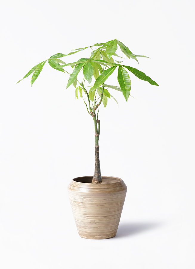 観葉植物 パキラ 6号 実生（みしょう） プラスチック鉢 | 観葉植物なら