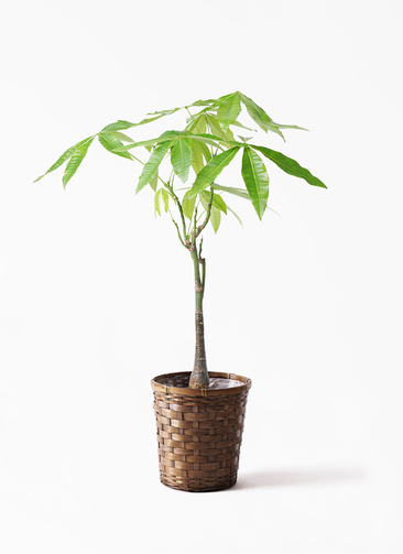 みゆ　てっつー出品　観葉植物 pachira-1651_1.jpg?1720439559