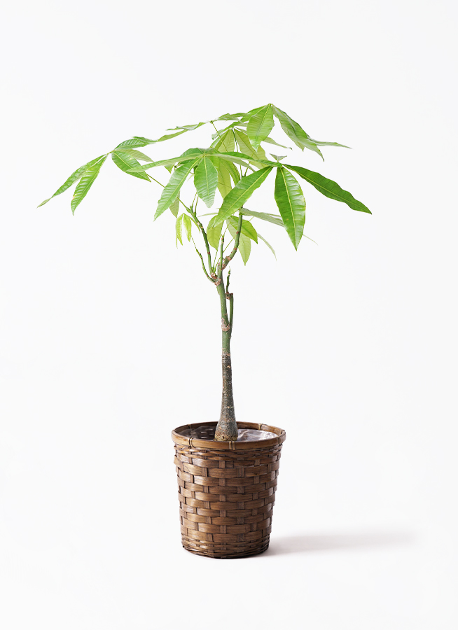 観葉植物 パキラ 6号 実生（みしょう） ラウンド 付き | 観葉