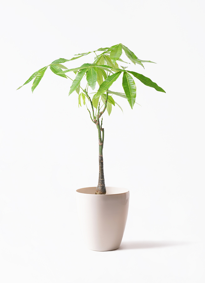 観葉植物 パキラ 6号 実生（みしょう） ラスターポット 付き