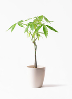 パキラの実　33個 パキラの実 33個 パキラの実 33個 パキラの実 33個