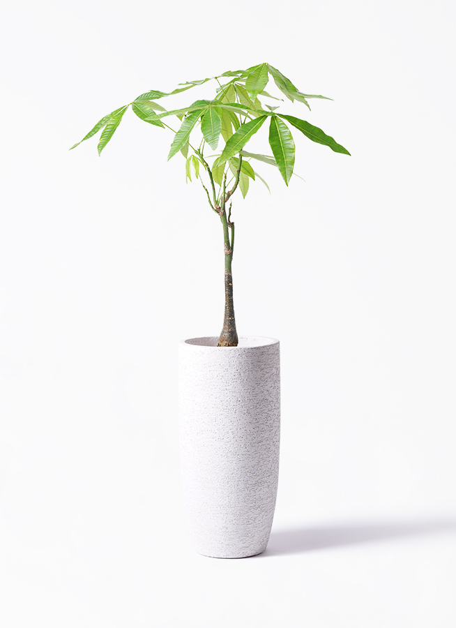 パキラの実　33個 観葉植物 パキラ 6号 実生（みしょう） ラスターポット 付き