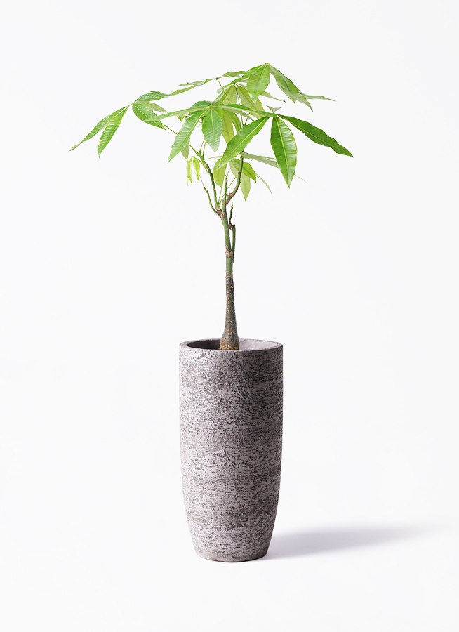 観葉植物 パキラ 6号 実生（みしょう） ファイバークレイ White