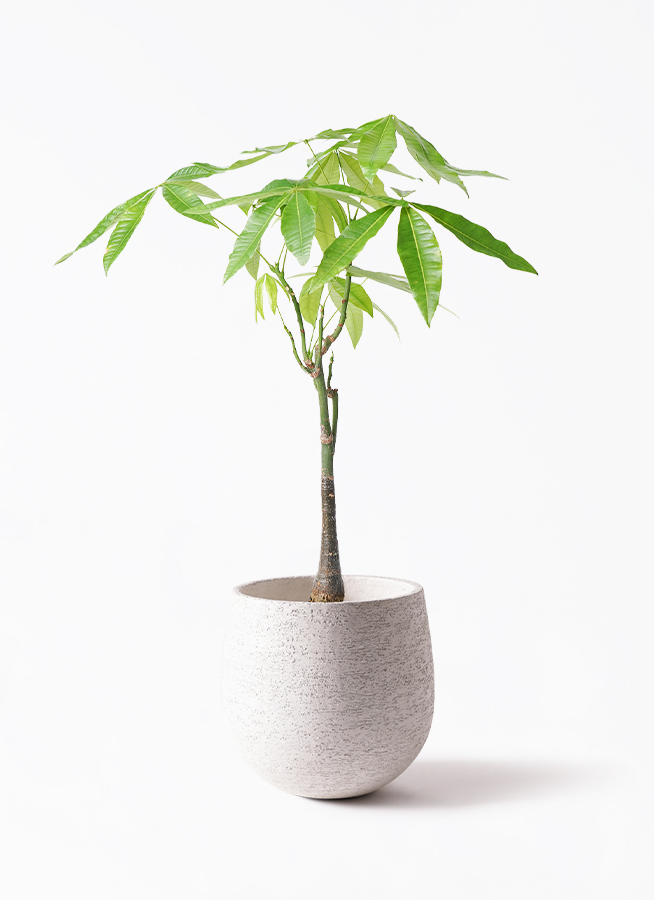 パキラ　曲がり　グラグラ　大型　6号　存在感あり！　観葉植物 パキラ・グラブラ