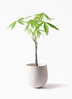 pachira-1646_1.jpg?1720439575