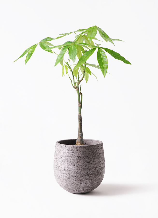 観葉植物 パキラ 6号 実生（みしょう） インティ グレー 付き | 観葉