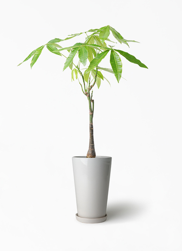 観葉植物 パキラ 6号 実生（みしょう） ラウンド 付き | 観葉植物なら