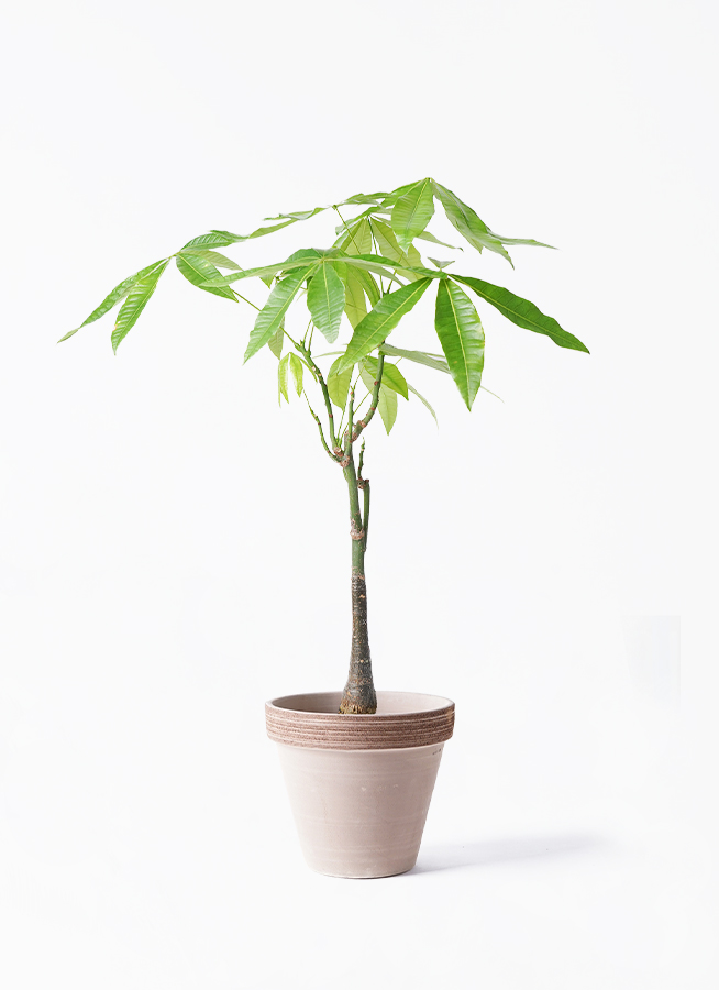 観葉植物 パキラ 6号 実生（みしょう） スタンダードポット コーヒー