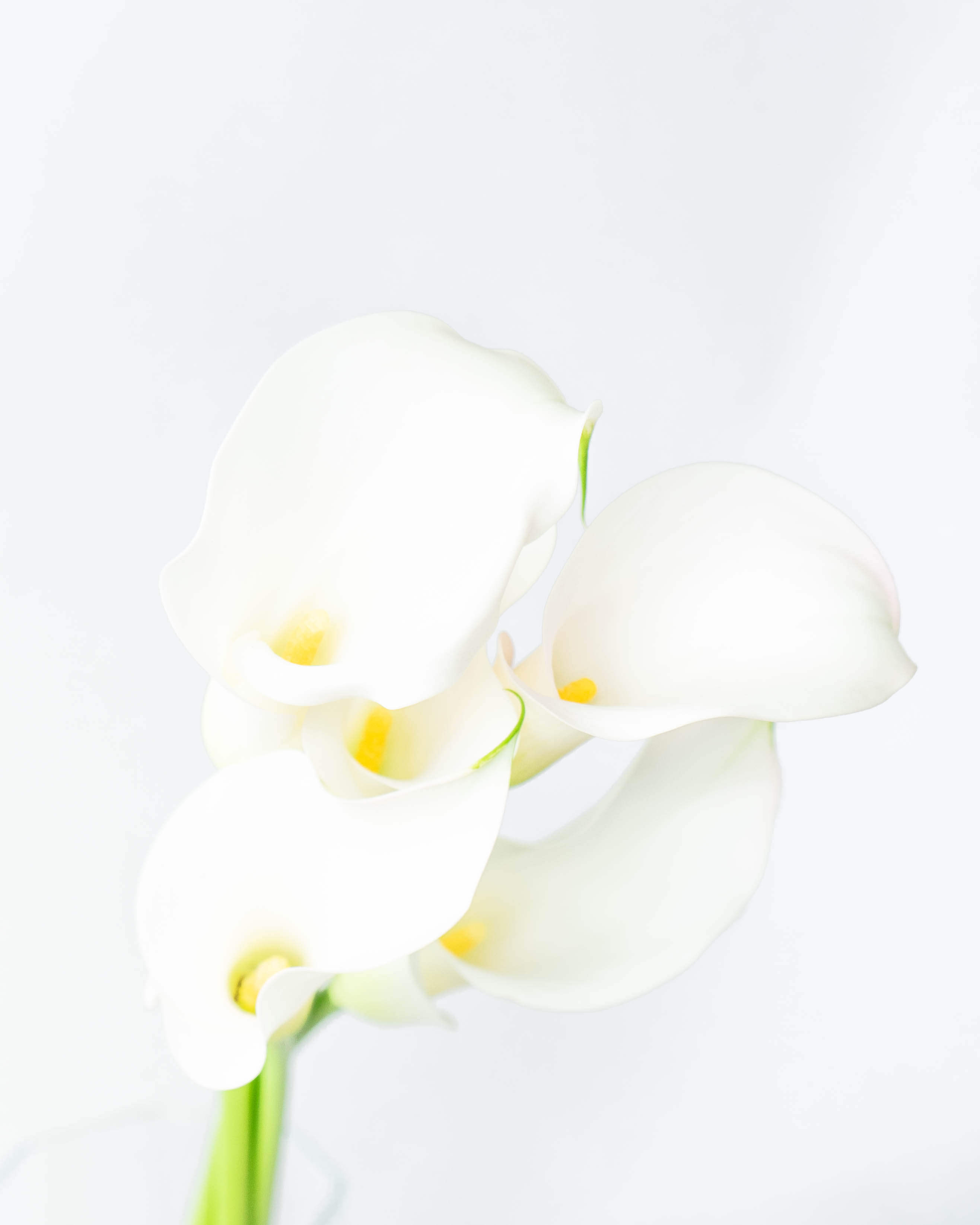 産地直送 カラー 花束 ホワイト（5本入り）／新潟 フラワーファーム