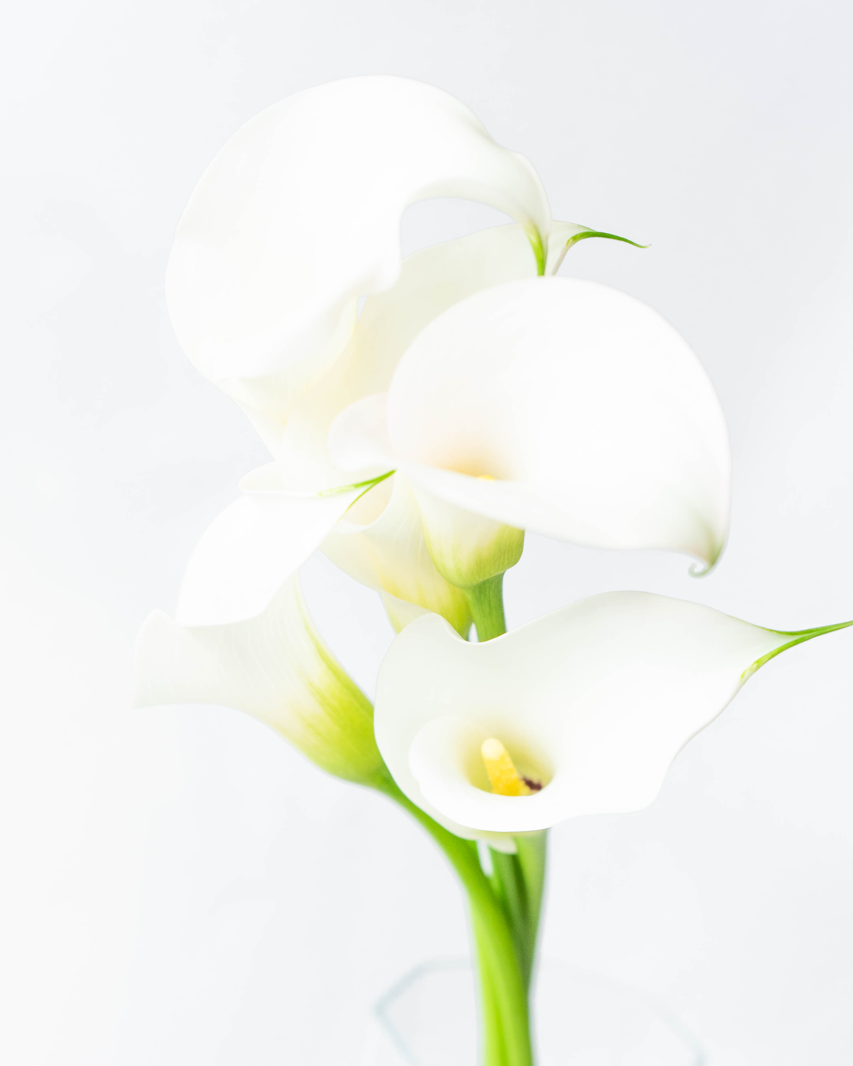 産地直送 カラー 花束 ホワイト（5本入り）／新潟 フラワー