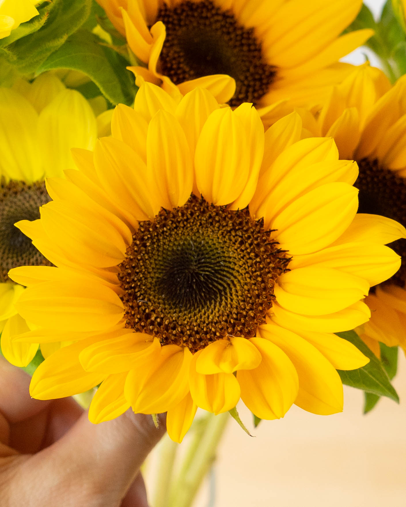 産地直送 ひまわり 1輪 花束 30本用／千葉 金井園芸からお届け