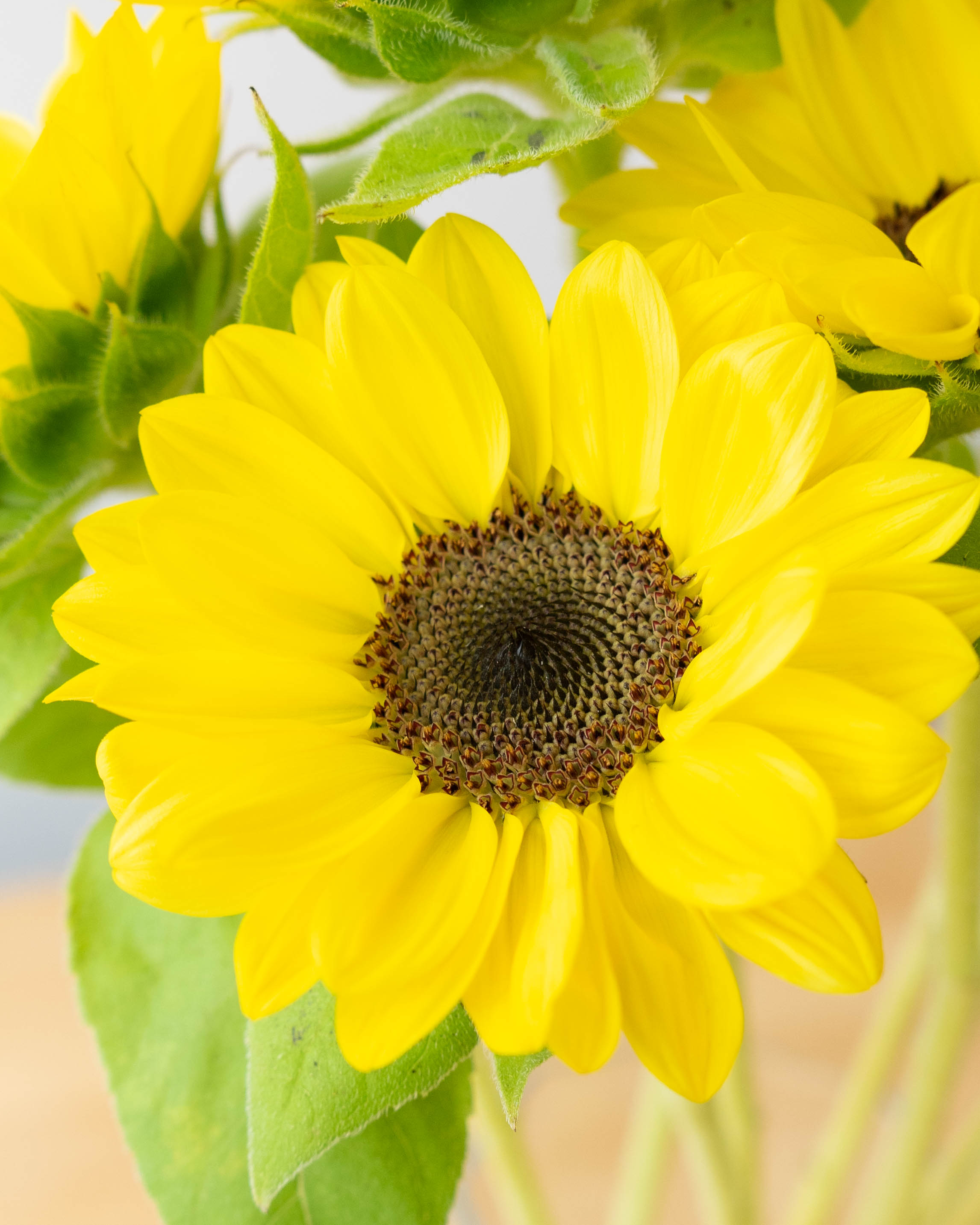 【けいちゃんさま専用】ひまわりと農村二枚セット 産地直送 ひまわり 1輪 花束 30本用／千葉 金井園芸からお届け