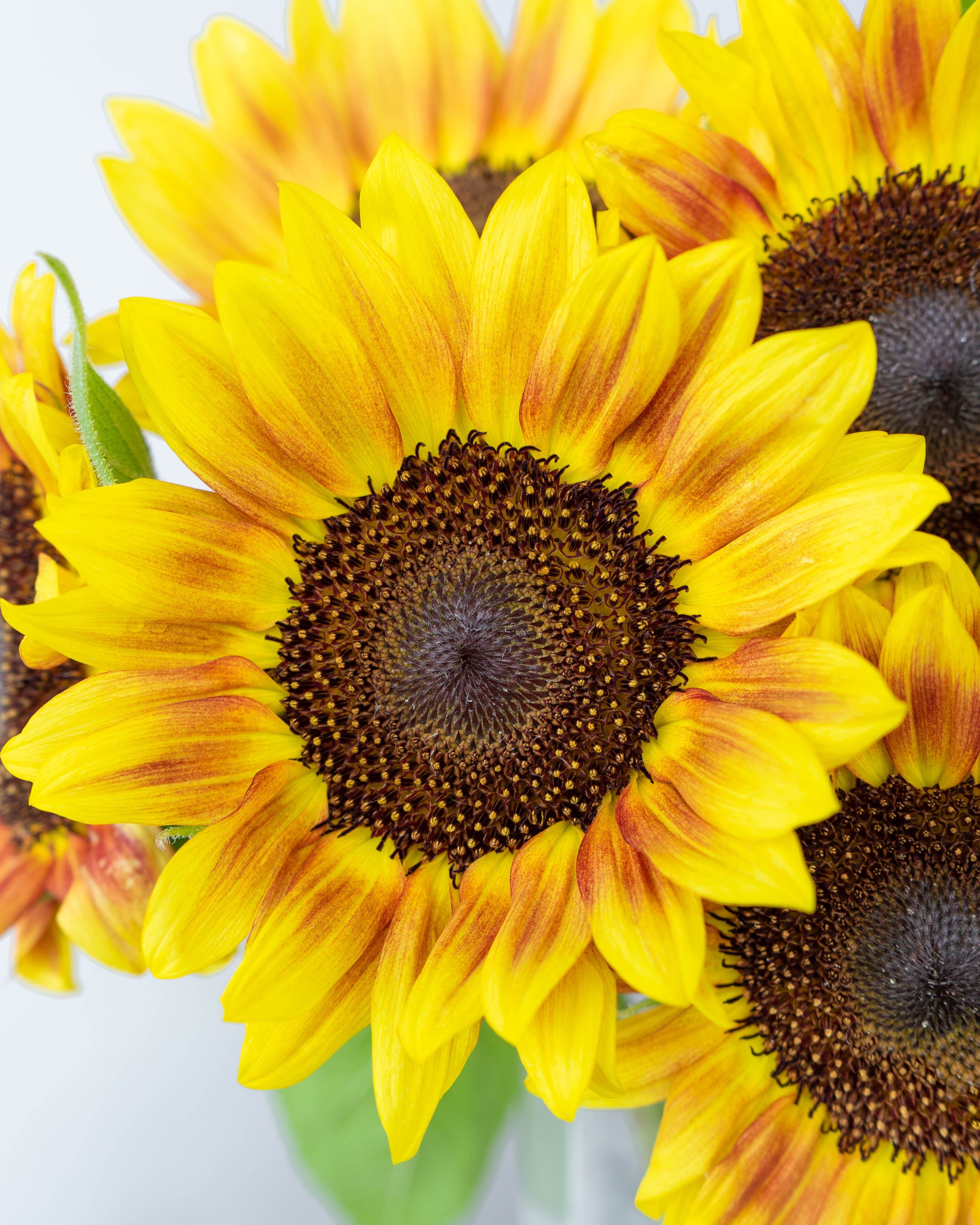 産地直送 ひまわり花束 複色ライチ（7本入り）／千葉 金井園芸