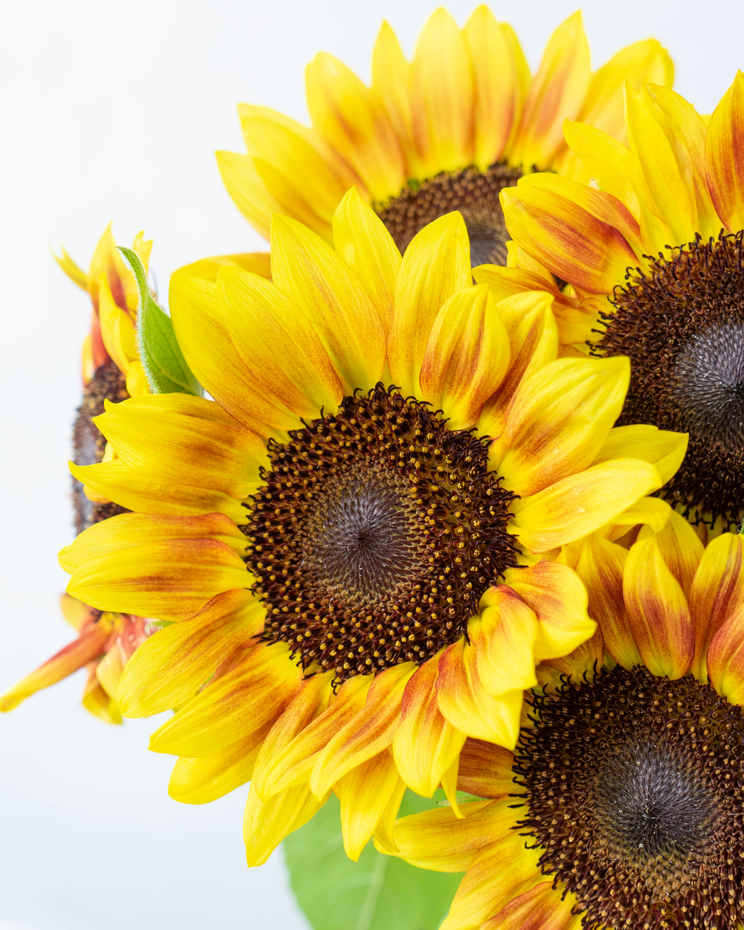 産地直送 ひまわり花束 複色ライチ（7本入り）／千葉 金井園芸