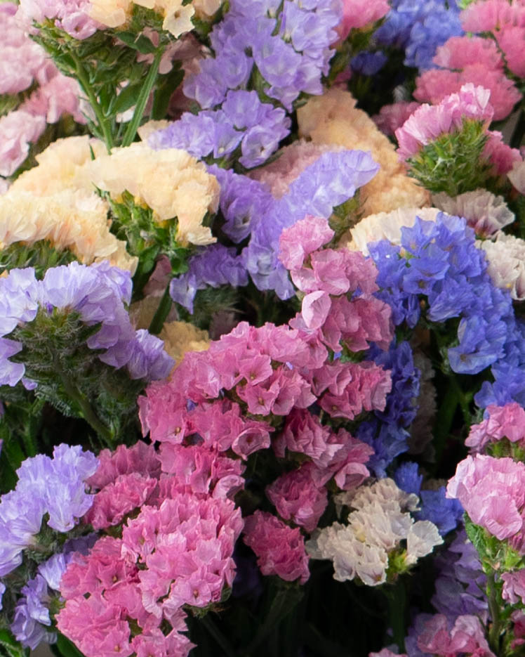 産地直送 スターチス 花束 カラフル ミックス／北海道 るもい花き生産 