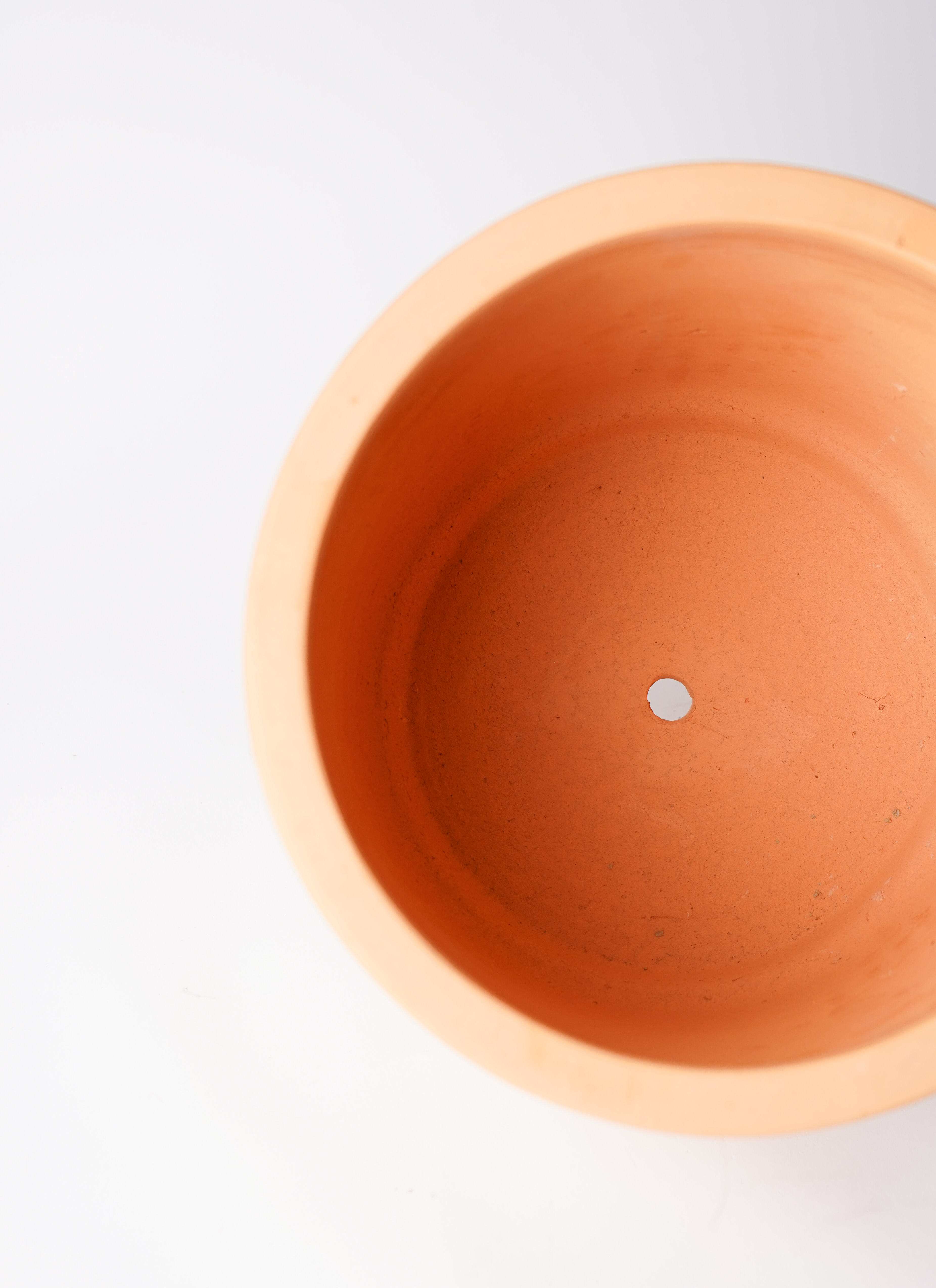 ウンベラータ フィカス・ウンベラータ 8号サイズ | HITOTOKI by MAKIMO PLANT