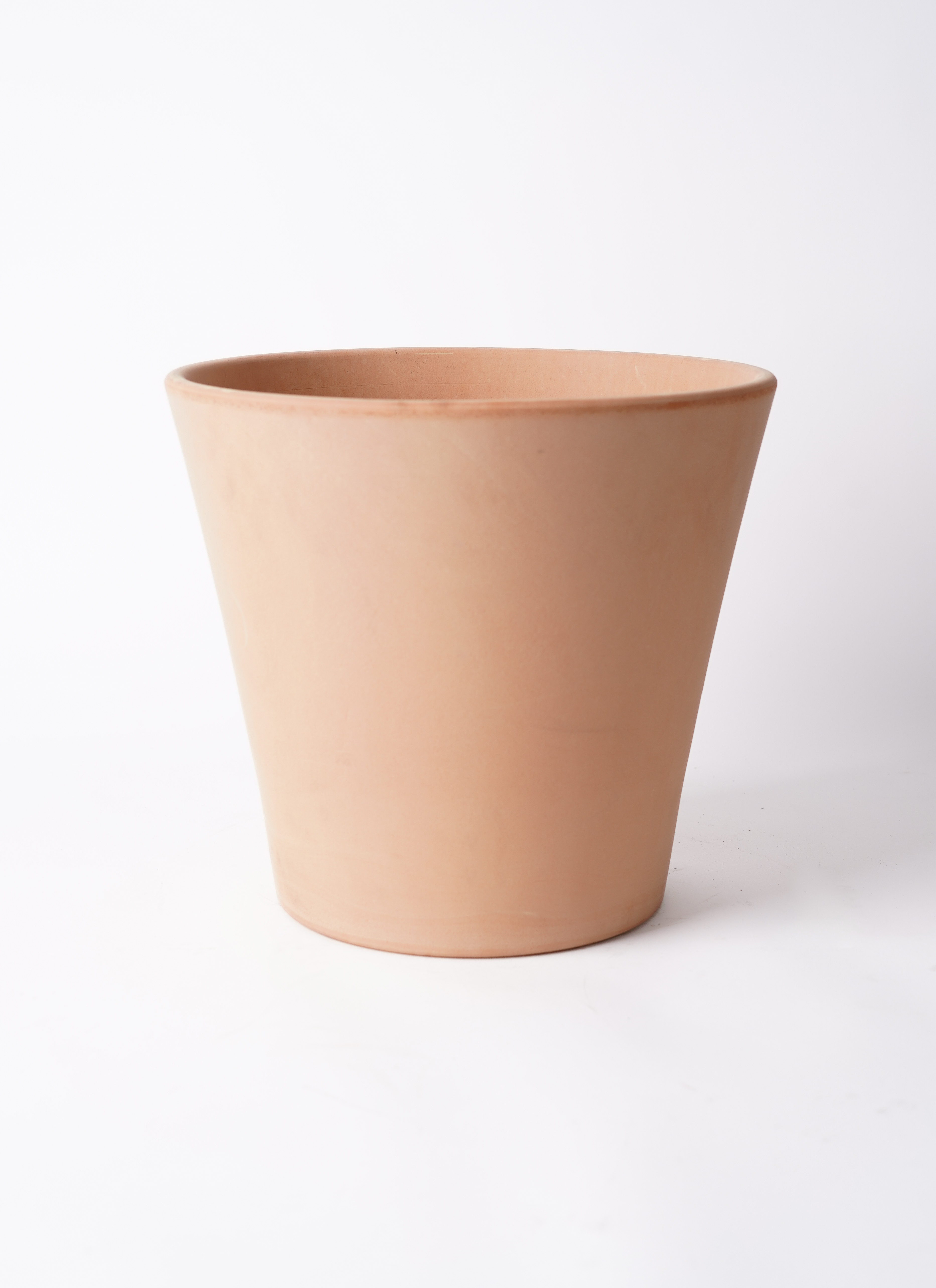 観葉植物 ユーカリ 7号 グニー エトナ アリーナ 付き | 観葉植物