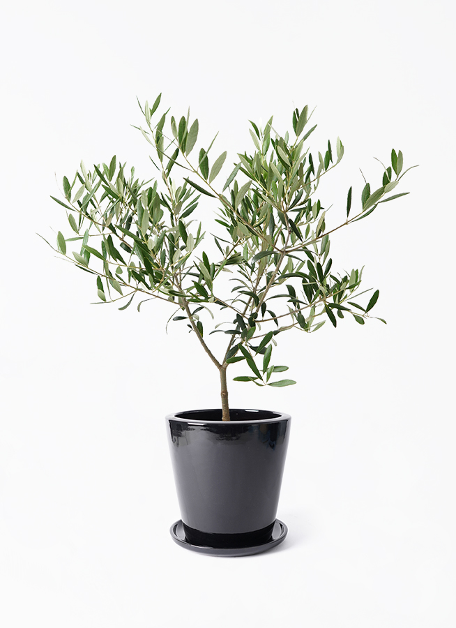 オリーブの木　イトラーナ　植物　インテリア オリーブの木 イトラーナ 植物 インテリア （オリーブの木