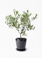 オリーブ プロフご覧下さいです olive-1274_1.jpg?1721991366