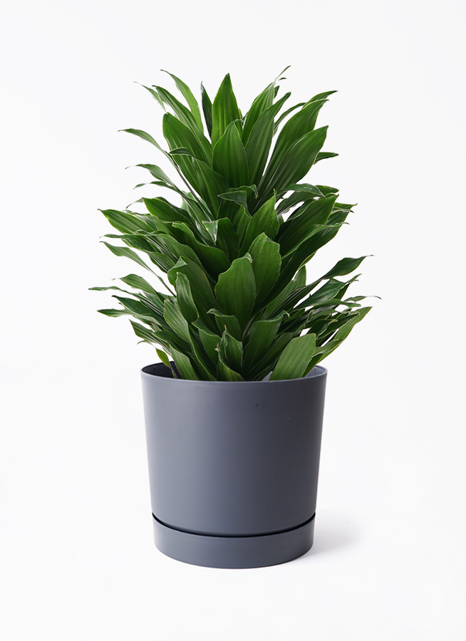 観葉植物が好きな人、挑戦してみたい人 一回このお店来てみて