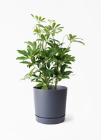 シェフレラ・カポック つぼみ付き 観葉植物 シェフレラ（カポック） 5号 斑入り ジュートポット0 付き