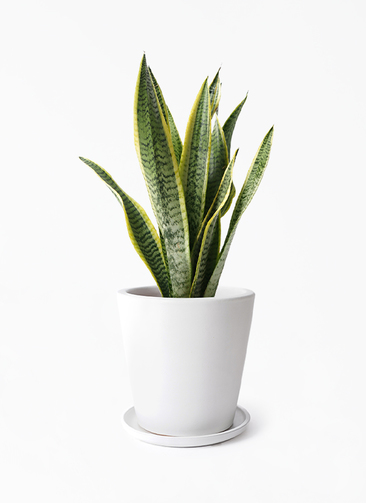 観葉植物 サンスベリア 5号 トラノオ ビトロ ドーセ マット白釉 付き